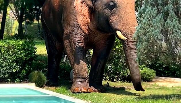 Wilder Gast: Elefant sucht bei Villa Abkühlung vor der Hitze