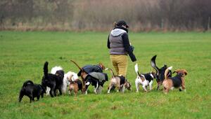 Mobile Tagesstätte für Hunde