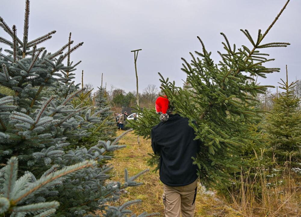 Regionale Weihnachtsbäume