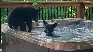 Wellness auf vier Pfoten: Bärenfamilie planscht in Whirlpool in Tennessee