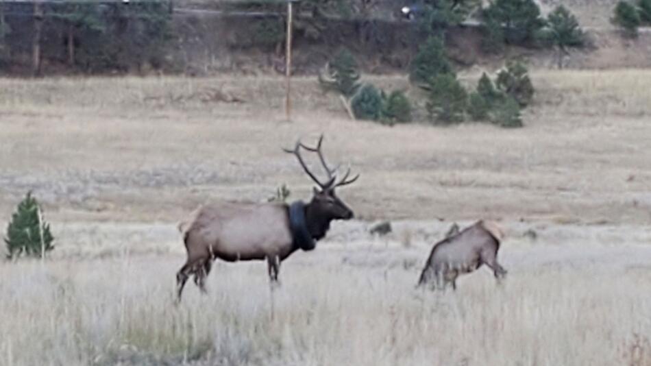 Wapiti-Hirsch mit Reifen um den Hals gerettet