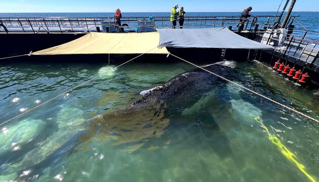 Weitere Entwicklung zum Buckelwal in der Ostsee