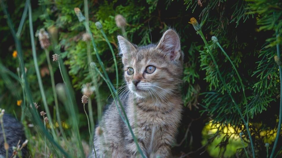 giftige pflanzen katzen