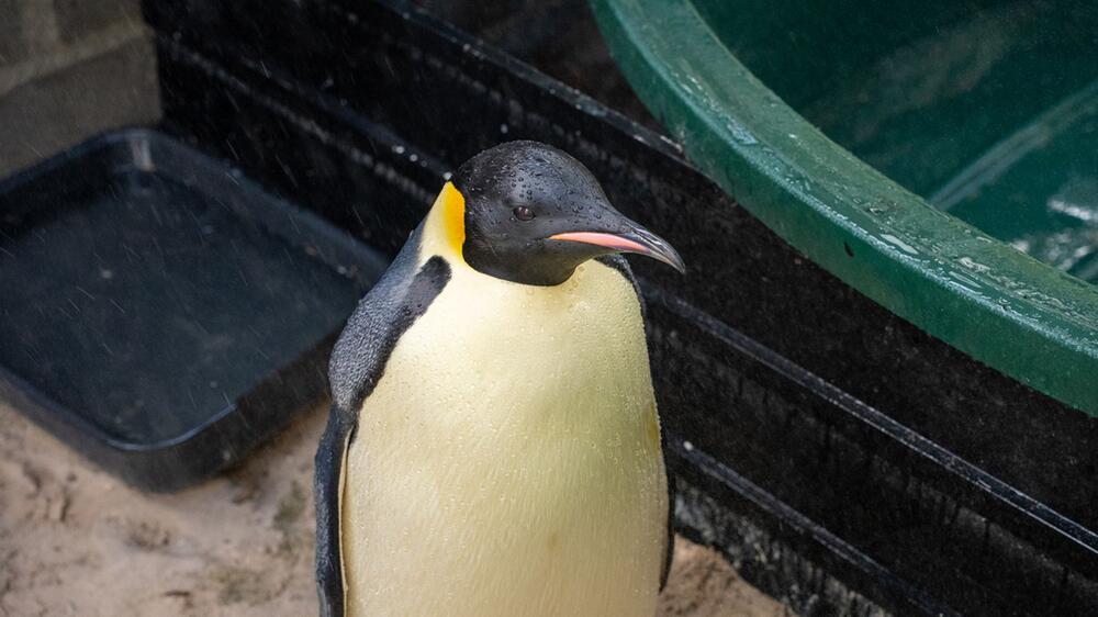 Kaiserpinguin strandet in Australien