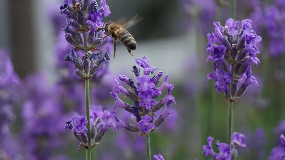 Lavendel im Test: Bienenfreund oder Bienenfeind?