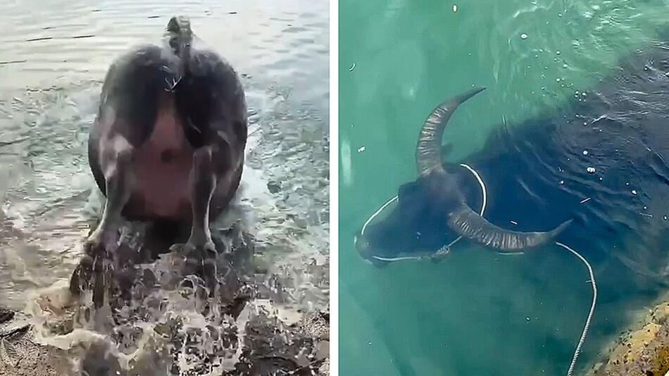 Tierischer Tauchkünstler: Wasserbüffel verschwindet in der Tiefe