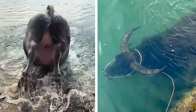 Tierischer Tauchkünstler: Wasserbüffel verschwindet in der Tiefe
