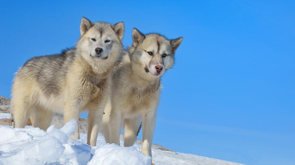 Grönlandhunde im Winter