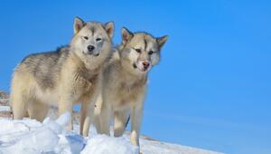 Grönlandhunde im Winter