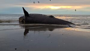 Dutzende toter Jungwale in Patagonien an Land gespült