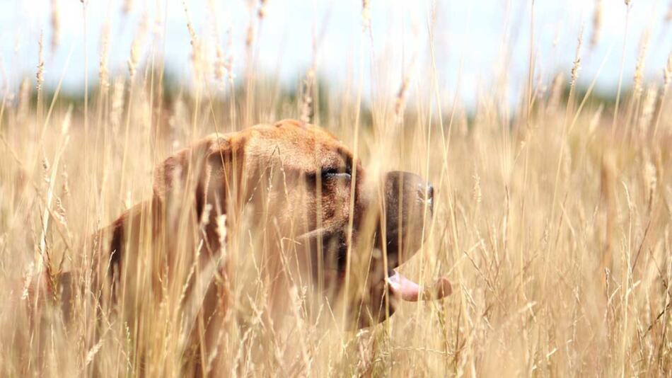 Hund Grannen Feld tödlich