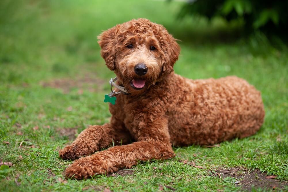 Ein Labradoodle liegt im Gras