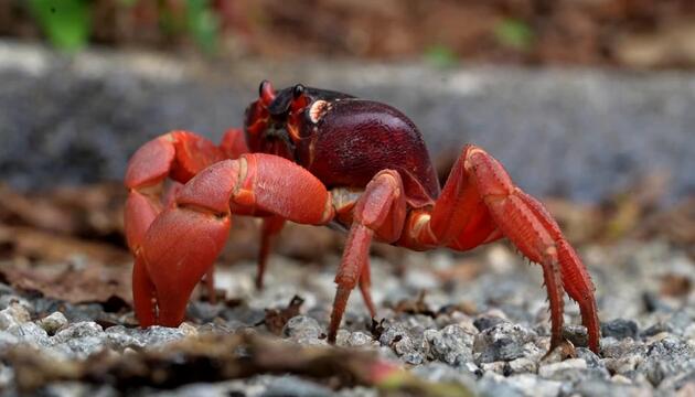 Rote Krabbe