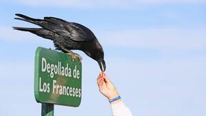 Ein Rabe sitzt auf einem grünen Schild. Eine Hand reicht ihm Essen.