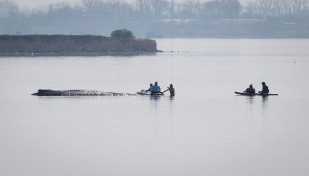 Rettungsaktion für den Buckelwal