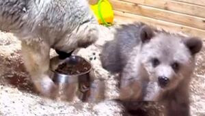 Moskauer Tierheim: Verwaistes Bärenbaby freundet sich mit Schäferhundwelpen an