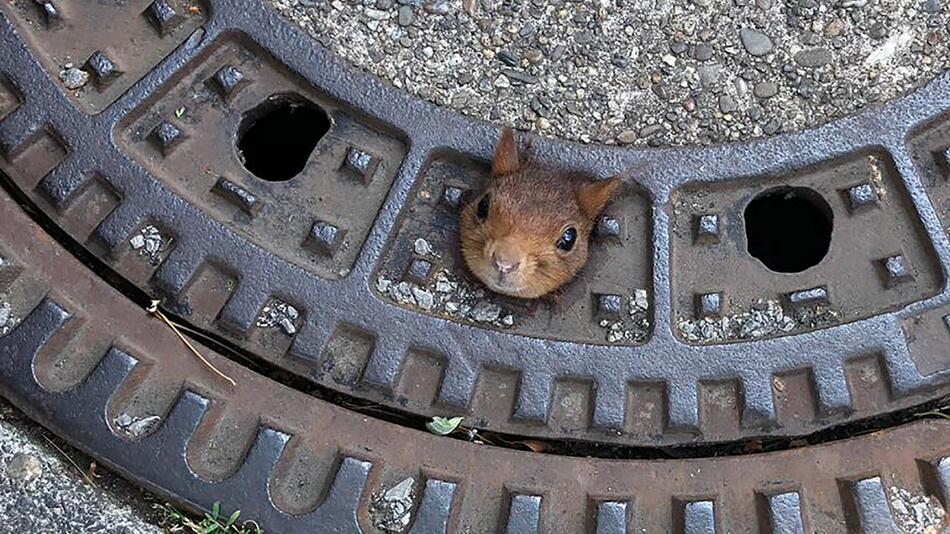 Eichhörnchen steckt in Gullydeckel fest