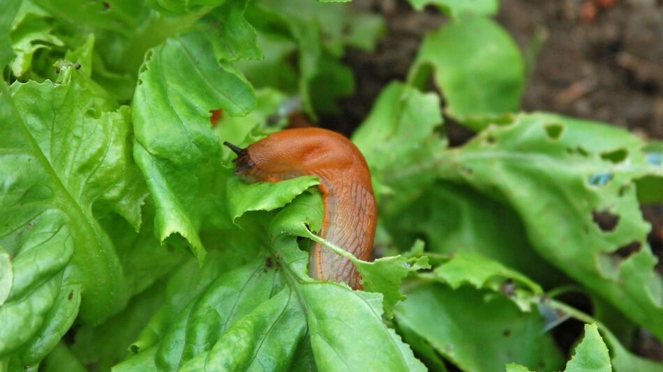 Schnecke befällt Salat