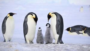 Kaiserpinguine in der Antarktis