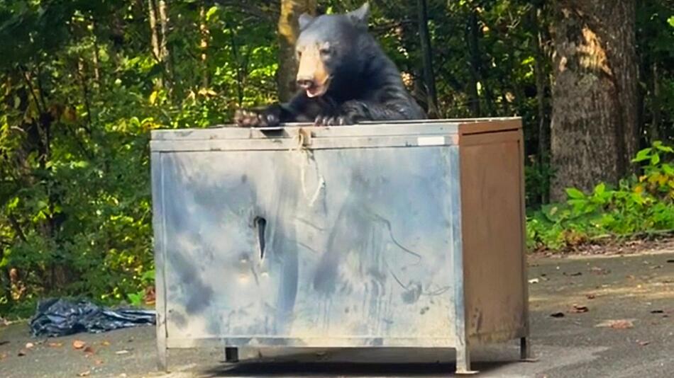 Bärensicher: Mülltonne in Tennessee bringt hungrigen Waldbewohner zur Verzweiflung
