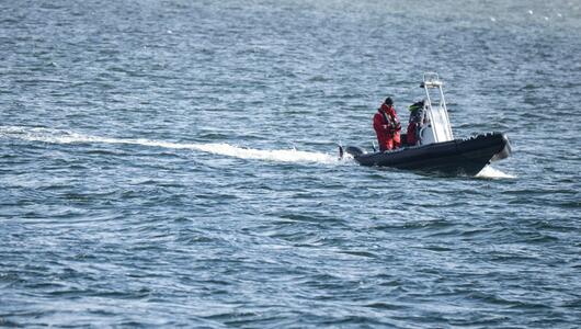 Buckelwal ist abgetaucht.