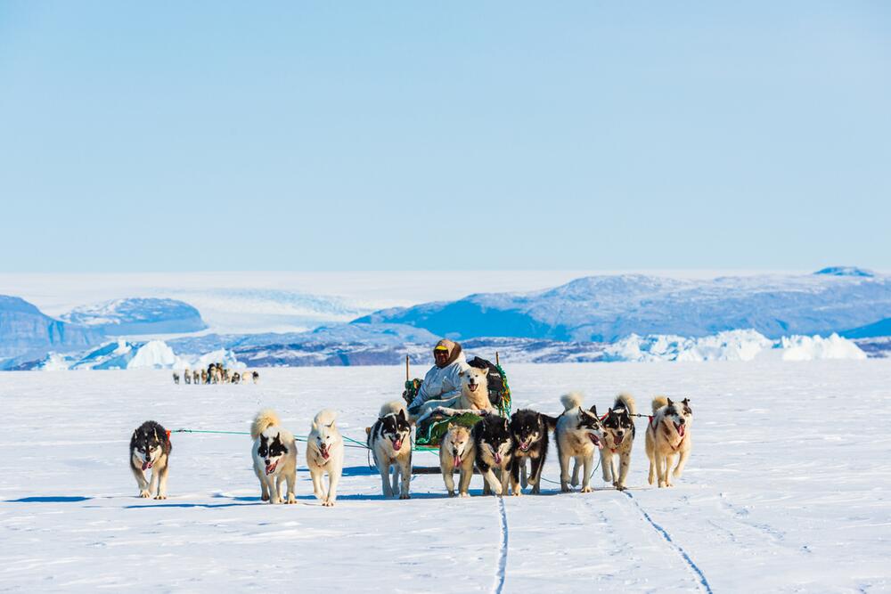 Grönlandhunde laufen vor dem Schlitten