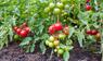 Tomatenstrauch
