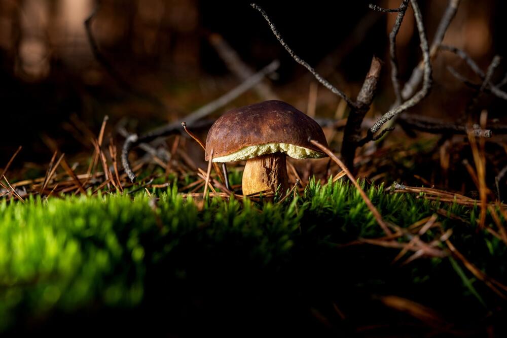 Maronenröhrling wächst in einem Wald