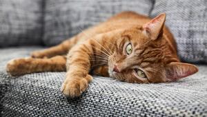 Roter Kater liegt seitlich auf dem Sofa und räkelt sich genüsslich.