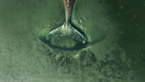 Buckelwal sitzt vor Insel Poel fest