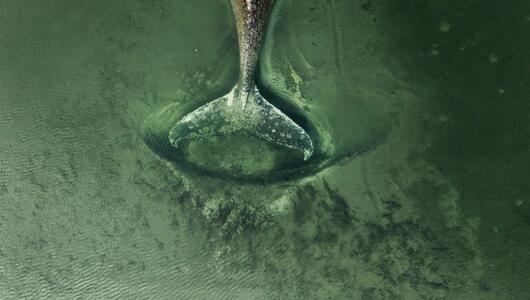Buckelwal sitzt vor Insel Poel fest