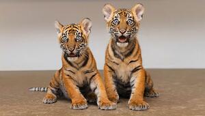 Seltener Nachwuchs: Zwei Sumatra-Tigerbabys erobern den Zoo von Fort Worth