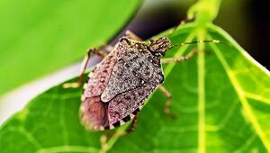 Marmorierte Baumwanze (Halyomorpha halys) auf einem Blatt