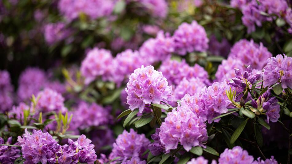Blühende Rhododendren