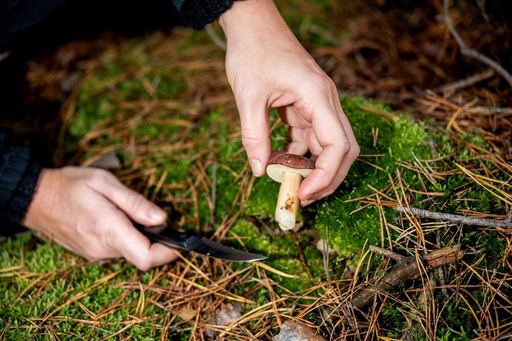 Frau schneidet einen Maronenröhrling nah am Waldboden ab