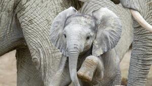 Der kleine Elefant fühlt sich pudelwohl