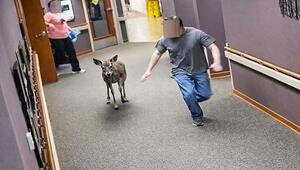 Ungebetener Besucher: Hirsch sorgt in Pflegeheim in Michigan für Chaos