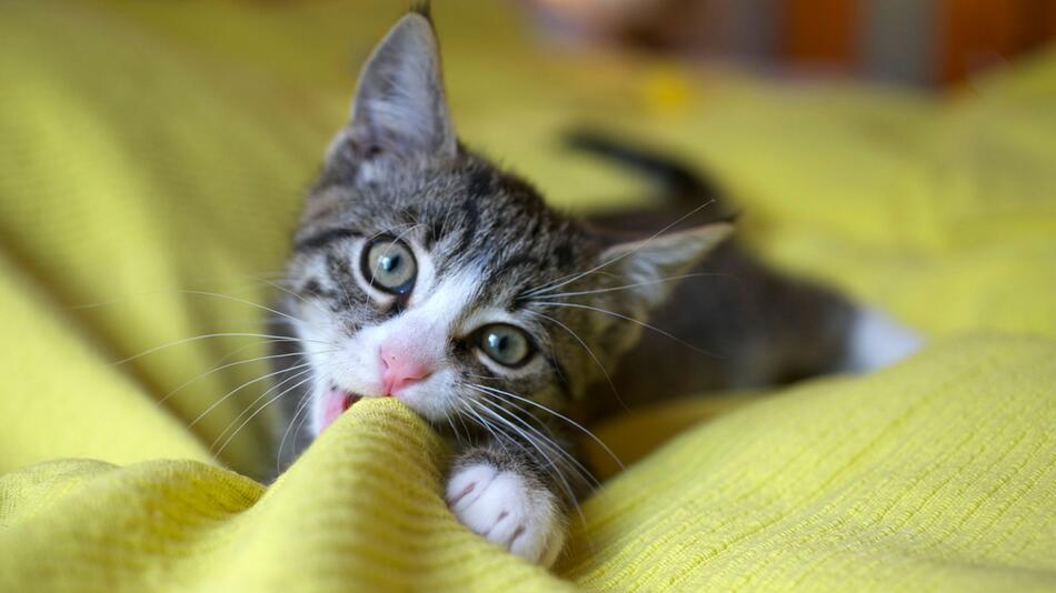 Verspielte Katze liegt auf einer Decke