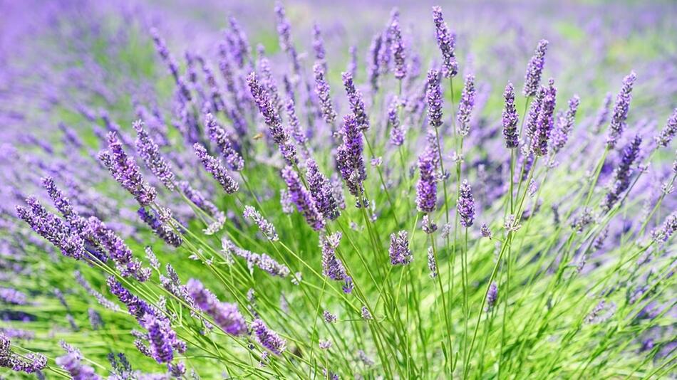 Lavendel