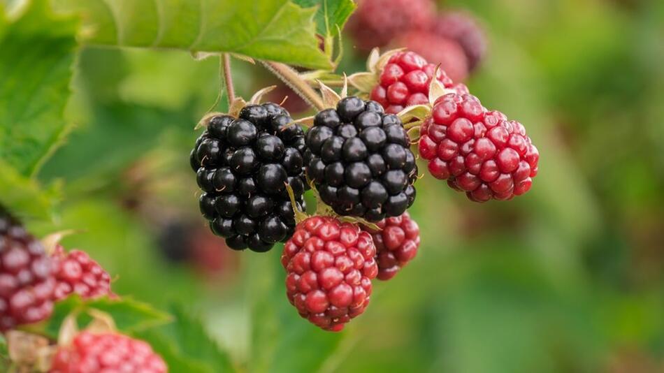 Maulbeere Brombeere