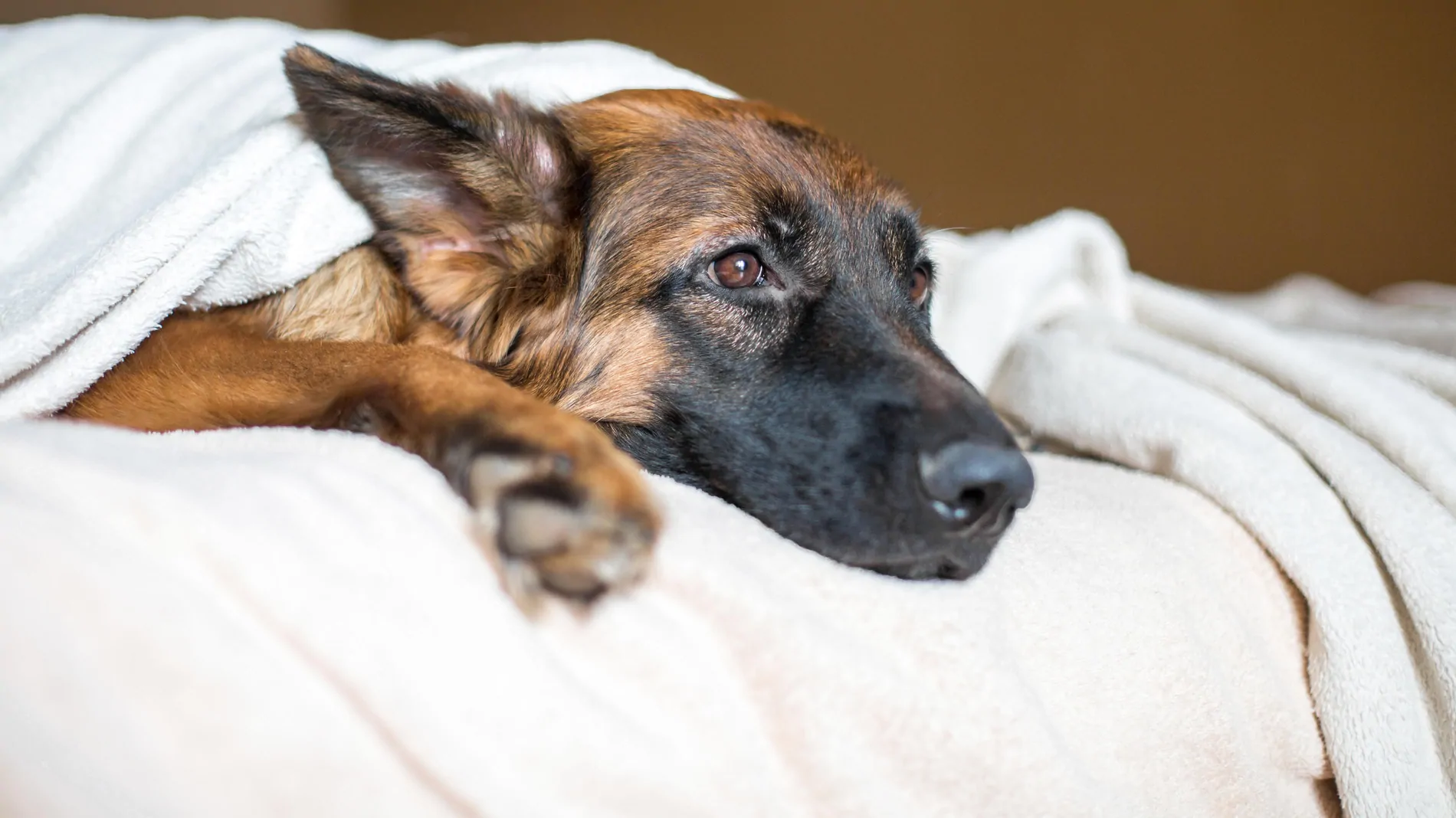 Image for Woran Sie erkennen, dass Ihr Hund Fieber hat