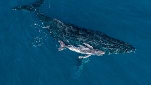 Geburt eines Buckelwals vor der Küste Australiens