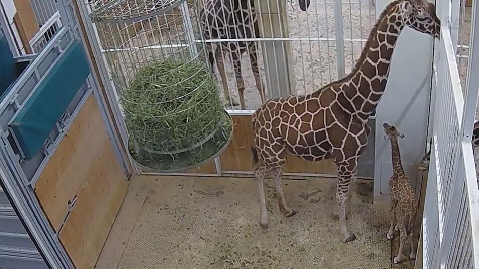 Nachwuchs bei den Netzgiraffen im Tiergarten Schönbrunn