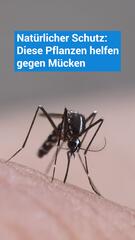 Diese Pflanzen helfen gegen Mücken