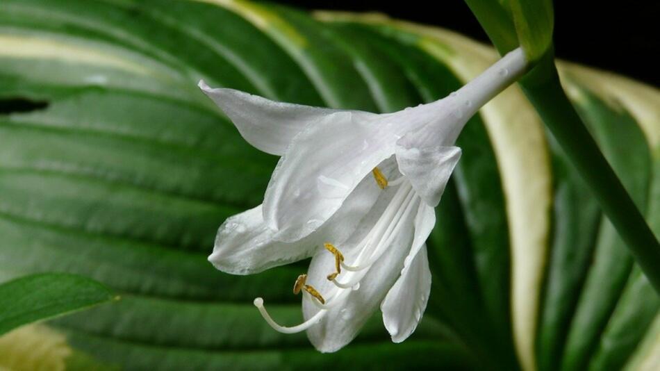 hosta pflanzen