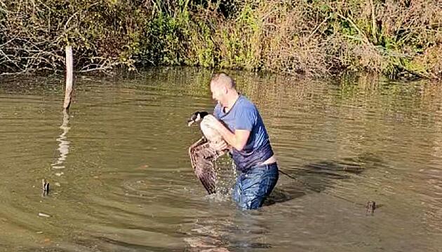 Kanadagans hat sich in Seil verheddert – Mann steigt ins eiskalte Wasser