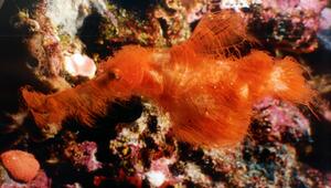 Solenostomus snuffleupagus, fotografiert in Situ, Papua Neuguinea im Jahr 2003 