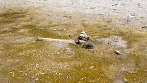 Mammutknochen an der Donau in Bulgarien