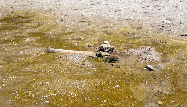 Mammutknochen an der Donau in Bulgarien