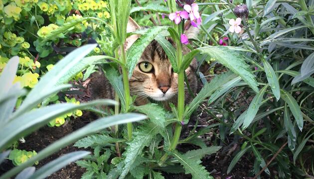 Kater Churchill
